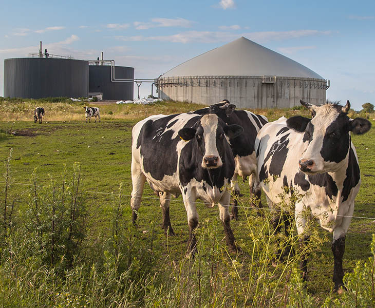 Dairy cows graze in a field in front of a large biomethane plant