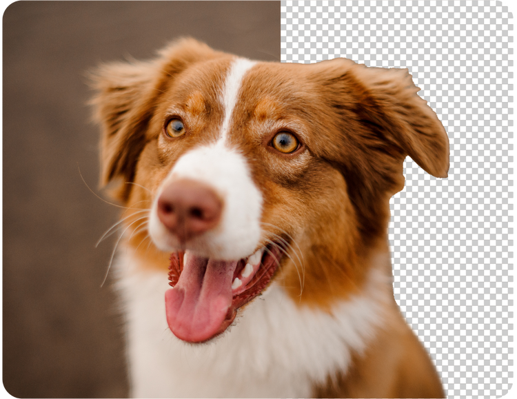 a very good boy